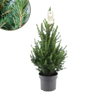 Plants by Frank | Weihnachtsbaum | 1x Picea Conica 'December' | 19 cm Ø | 60 cm  | Zuckerhut fichte | Zuckerhutfichte kaufen | Tannenbaum klein - Grün