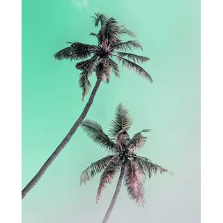 Komar Wandbild | Miami Palms | Poster, Bild, Wohnzimmer, Schlafzimmer, Dekoration, Kunstdruck | ohne Rahmen | P115-40x50 | Größe: 40 x 50 cm (Breite x Höhe)