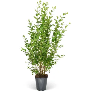 Ovalblättriger Liguster Set à 40 Stück Höhe ca. 150 - 175 cm Ligustrum