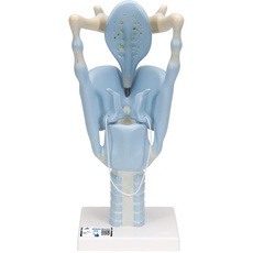 3B Scientific Menschliche Anatomie - Funktions-Kehlkopfmodell, 3-fache Größe + kostenlose Anatomie App - 3B Smart Anatomy