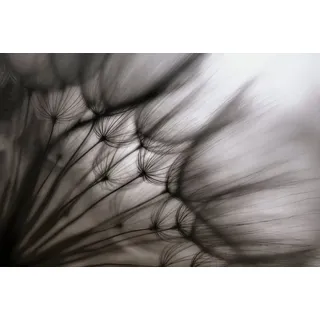 Papermoon "Photo-Art KEREN OR, PUSTEBLUME DURCHSCHEINEND", bunt,