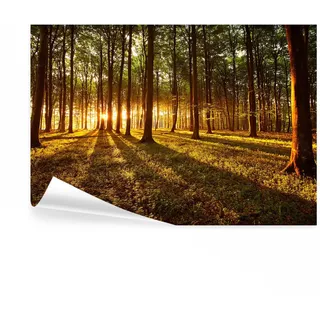 decomonkey Fototapete Wald Landschaft, 400x280 cm, XXL, Natur, Tapete | Sonnenuntergang, Wandbild, Bild, Fototapeten, Tapeten, Wandtapete