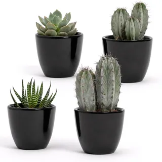 4er Set Pflanztöpfe aus weißer polierter Keramik | Größe 7 x 6 cm | Ideal für Sukkulenten, Bonsai, Blumen, moderne dekorative Pflanzgefäße für Zuhause, Schreibtisch, Tisch, Büro. (schwarz)