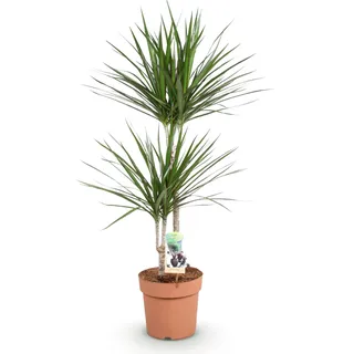 Dracaena Marginata – Drachenbaum – 21cm – Höhe 90–100cm – Pflegeleichte grün-rote Zimmerpflanze für moderne Wohnräume und Bürobereiche - Grün, Braun, Rot
