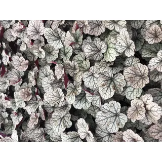 6 x Heuchera hybr. 'Silver Scrolls'® - Purpurglöckchen - Topf 9x9 cm