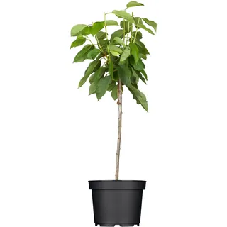 GROW by OBI Bio Süßkirsche Schneiders Späte Knorpelkirsche 120-140 cm Topf 7 l