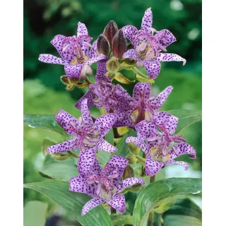Tricyrtis hirta, Krötenlilie, exotisch, ca. 9x9 cm Topf