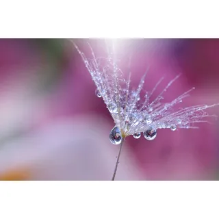 Papermoon »PUSTEBLUME-LÖWENZAHN ABSTRAKT TROPFEN MAKRO FANTASIE«, bunt,