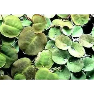 20 x Wasserwolfsmilch (Phyllanthus), Schwimmpflanze