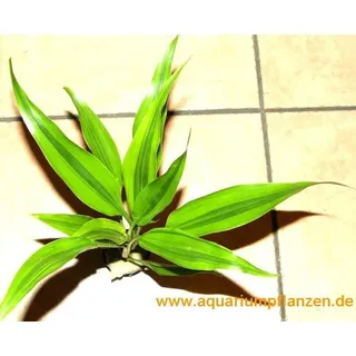 3 Töpfe Dracenae variegata, gelb grüner Drachenbaum