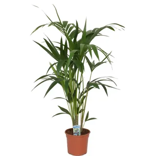 Kentia Palme (Howea forsteriana) 100-120 cm – Stilvolle Tropenpflanze für Innenräume