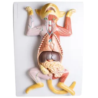 ERLERZIMMER Dissektionsmodell einer schwangeren Katze 1 Stück