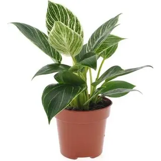 Philodendron White Wave 20-30 cm - Baumfreund - grünes Paradies im Wohnzimmer