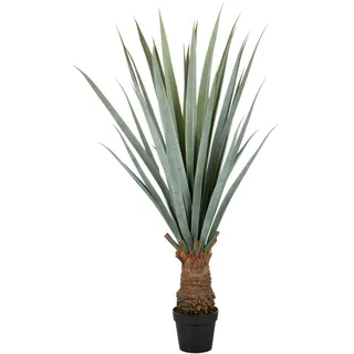 Creativ green "Agave angustifolia", in beeindruckender Größe,