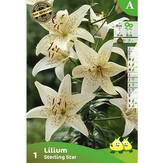 5 x Lilium 'Sterling Star' - Lilien - Blumenzwiebeln - Zwiebeln