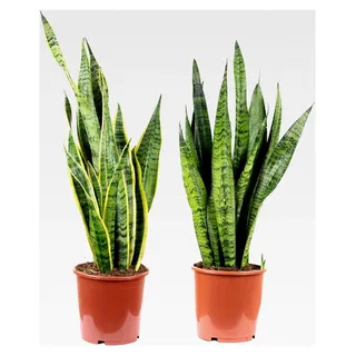 2x Bogenhanf, pflegeleichte Zimmerpflanzen, 1x Sansevieria zeylanica & 1x Sansevieria trifasciata 'Laurentii' - Höhe ca. 65 cm, Topf-Ø 17 cm