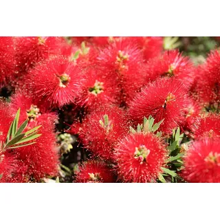 Karminroter Zylinderputzer dichter Busch 40-60 cm Callistemon Laevis - Kübelpflanze