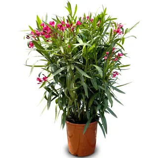 Sunny Tree - Pflanze - Oleander- Nerium Oleander - Höhe 100-120 cm - Farbe Rot - Fflanze - Rot
