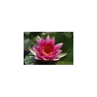 1 SEEROSE der Sorte Rene Gerard, rote Blüte