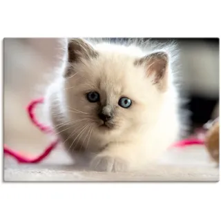 Artland Leinwandbild »Heilige Birma Katze im Spiel« Katzenbilder 1 Stk. tlg. auf Holzrahmen gespannt, weiß