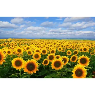 Papermoon Fototapete »SONNENBLUMEN-BLUMEN FELD PFLANZE DEKOR NATUR MUSTER«, bunt