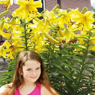 Baumlilie Lilium Hybride Lilien Lilienzwiebeln Baumlilie Riesenlilie Gelb 1 St. - Gelb