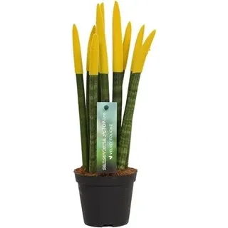 Sansevieria Cylindrica Straight -Spaghetti VELVET TOUCHZ®- 15-20 cm Bogenhanf Zimmerpflanze (Gelb)