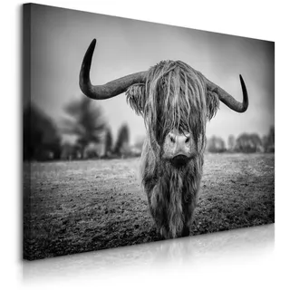 Muralo Leinwandbild Wilde Schottische Kuh Tier Natur 3D 90/60 cm , Schwarz, Weiß, Grau , Textil , Tiere , Rechteckig , 90x60 cm , Bilder & Rahmen, Bilder, Leinwandbilder