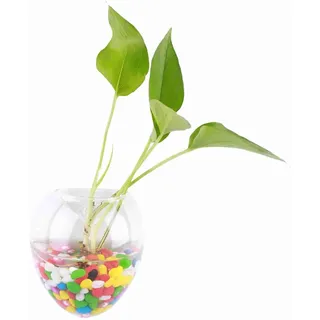 Hängevase Wandvase Pflanzengefäße für Blumen und Pflanzen – Glas Vase für Hausdekoration und Garten – Transparent Design