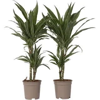 Drachenbaum - 2 Stk - Dracaena Deremensis 'Warneckei' - Höhe 60-70cm - 17cm