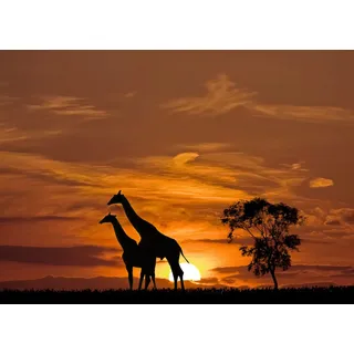 Papermoon Fototapete »Giraffen vor Sonnenuntergang«, bunt