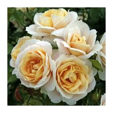 KORDES ROSEN Beetrose, Rosa »Lions-Rose®«, Blüte: cremeweiß, gefüllt - weiss