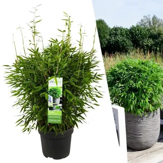 Formschnittbambus 'Boobux XL 1x - Ø 29 cm - ↨ 70 cm