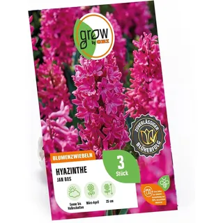 GROW by OBI Hyazinthe Jan Bos Rosa 25 cm Hyacinthus orientalis