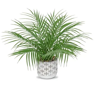 Hollyone Künstliche Pflanzen Klein im Topf, 40.6cm/16" Kunstpflanzen Wie Echt, Künstliche Zimmerpflanzen für Home Office Hotel Bookstore Cafe Moderne Dekoration
