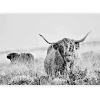 artgeist Fototapete , Grau, Schwarz , Textil , Tier , 150x105 cm , Ce , Tapeten & Wandverkleidungen, Fototapeten