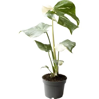 Monstera Thai Constellation ca. 40 cm – Exquisite Pflanzenpracht für Ihr Zuhause