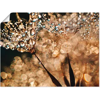 Artland Wandbild "Pusteblume Goldschimmer" Blumen 1 Stk. tlg. als Alubild, Leinwandbild, Poster in verschied. Größen, farbe bild(er): goldfarben