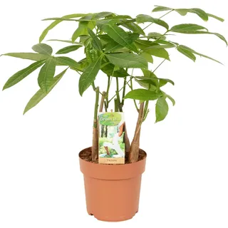 Rasierpinselbaum Höhe ca. 50 - 55 cm Topf-Ø 17 cm Pachira aquatica