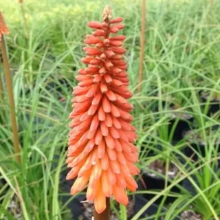 6 x Fackellilie - Kniphofia 'Nancy's Red' | Topf 9cm x 9cm