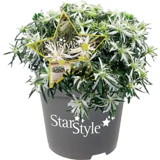 Japanische Azalea Star Style Höhe ca. 50-70cm Topf ca. 0,5l Rhododendron obtusum