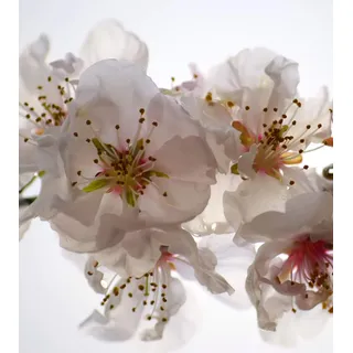 Fototapete FTNxl 2508 Photomurals Orchidee