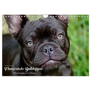 Französische Bulldoggen - Schutzengel auf 4 Pfoten (Wandkalender 2026 DIN A4 quer), CALVENDO Monatskalender: Die Fotografin Kerstin Grüttner hält für ... Fotojahreskalender fest. (CALVENDO Tiere)