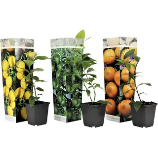 Citrus Pflanzen Mix - 3er Set - Zitronenbaum, Orangenbaum, Limettenbaum - Topf 9cm - Höhe 25-40 cm