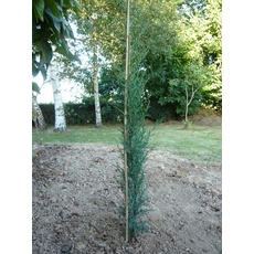 No Name Rankhilfe aus Bambus, 120 cm, SM, Pflanzen, Natur