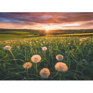 Ravensburger Pusteblumen im Sonnenuntergang