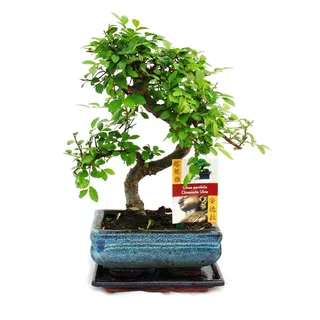 Chinesische Ulme als Bonsai – Ulmus parviflora – ca. 6 Jahre alt - Grün