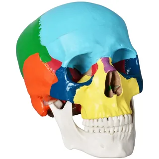 Menschliches farbiges Totenkopf-Modell, lebensgröße, 3-teiliges anatomisches Modell mit buntem menschlichem Totenkopf-Diagramm für Medizinstudenten, menschliche Anatomie, Studienkurs