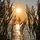 mit mit