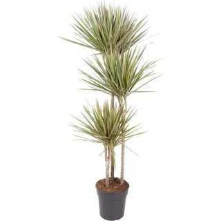 Drachenbaum Dracaena Bicolor Carrousel 150cm Zimmerpflanze Ø24cm Pflegeleicht